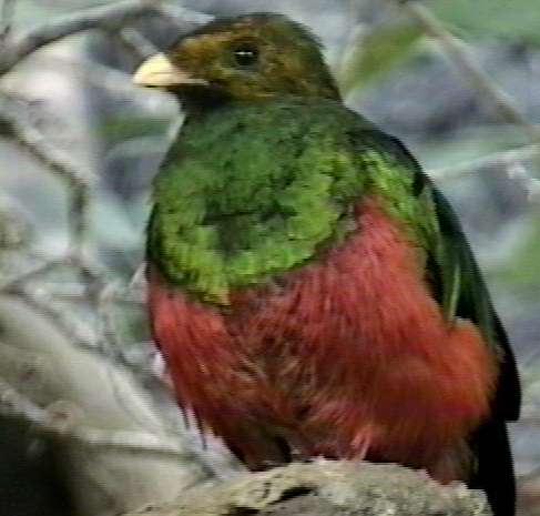 bird-quetzal-by Herman Miller.jpg