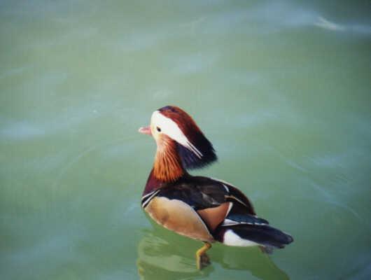 bird15a2-MandarinDuck-Male-Floating-by Kostas Pantermalis.jpg