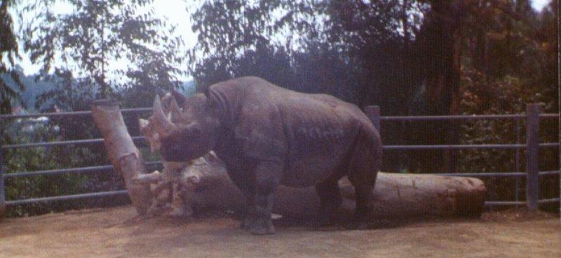 black rhinoceros-Captive-by Dan Cowell.jpg