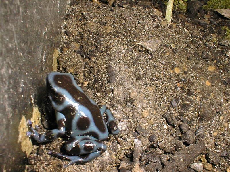 blue auratus-Green-and-black Poison Dart Frog-by Michael Shrom.jpg