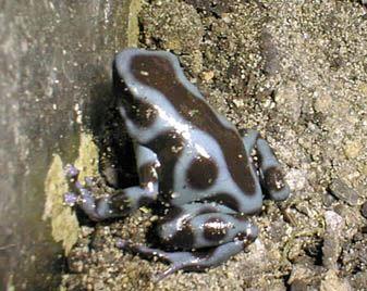 bluefrog-Dyeing Poison Dart Frog-by Michael Shrom.jpg