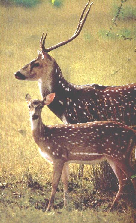 buckndoe-Axis Deer-by Ricky Thomas.jpg