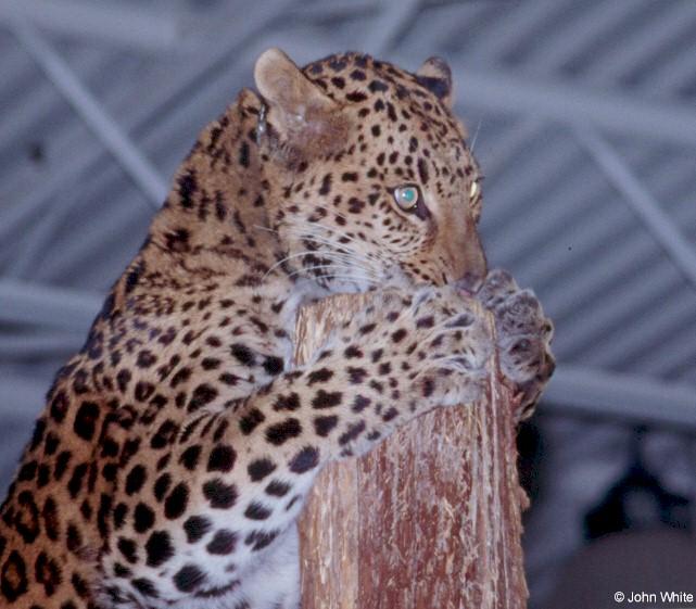 cat01-African Leopard-by John White.jpg