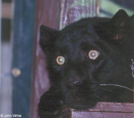 cat02-Black Panther-by John White.jpg
