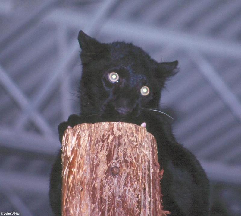 cat03-Black Panther-by John White.jpg
