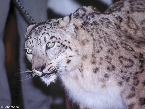 cat08-Snow Leopard-by John White.jpg