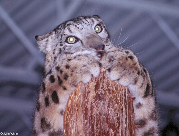 cat09-Snow Leopard-by John White.jpg