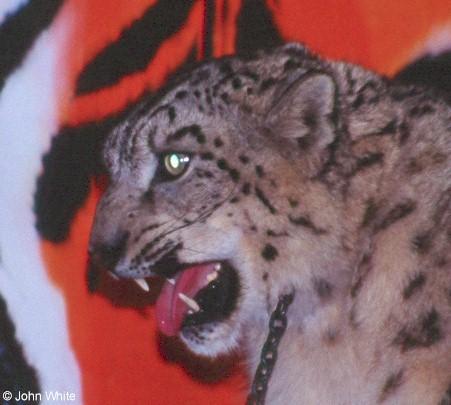 cat10-Snow Leopard-by John White.jpg