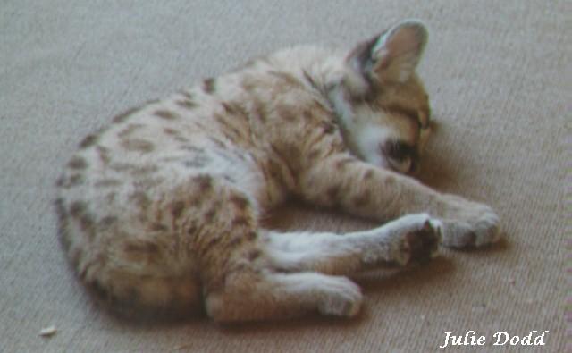 ccub-Cougar-cub sleeping-by Julie Dodd.jpg