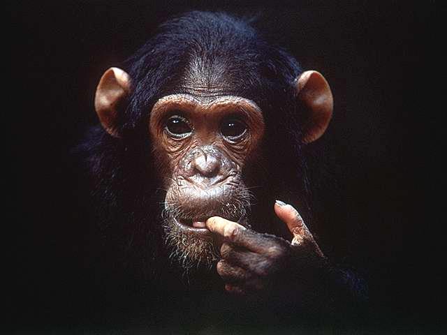 chimpanzee nailbiting-by Linda Bucklin.jpg