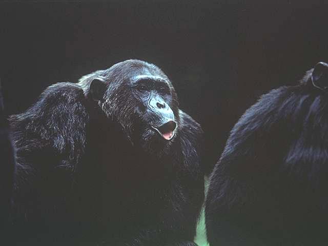 chimpanzee speaking-by Linda Bucklin.jpg