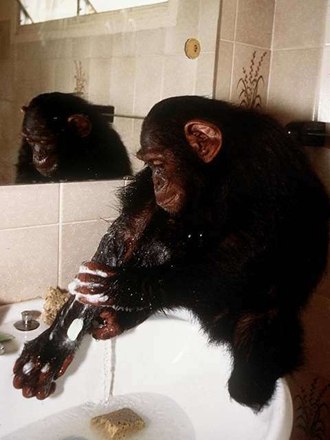 chimpanzee washing-by Linda Bucklin.jpg