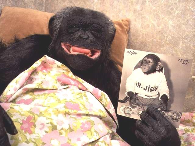 chimpanzee with baby pic-by Linda Bucklin.jpg