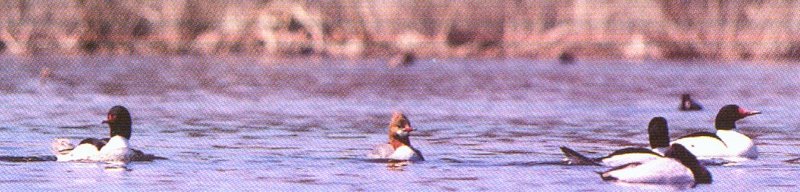 common mergansers-floating on water-by Dan Cowell.jpg