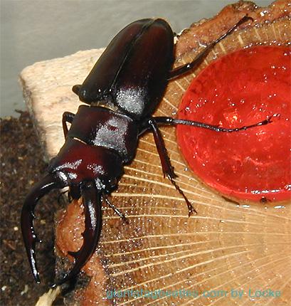 cool saw53m-Korean Saw Stag Beetle-by Young Il Song.jpg