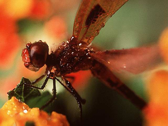 dragonfly wet-by Linda Bucklin.jpg