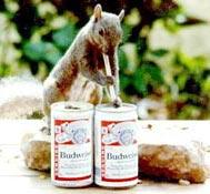 drinkskwerl-Gray Squirrel-by Gregg Elovich.jpg