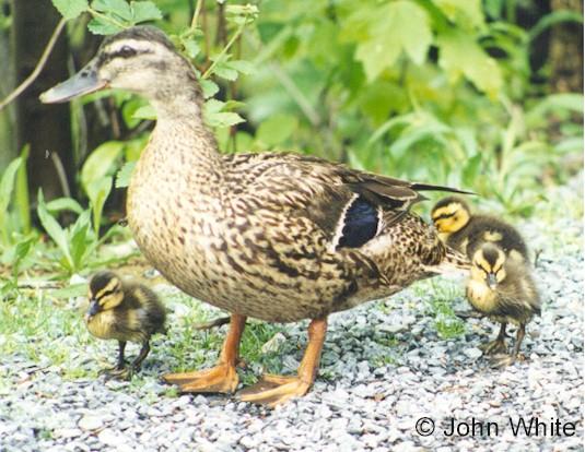 ducklings-Mallard Ducks-by John White.jpg