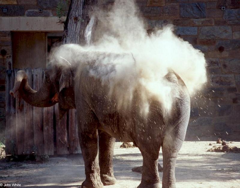 e1-Asian Elephant-dirt bath-by John White.jpg