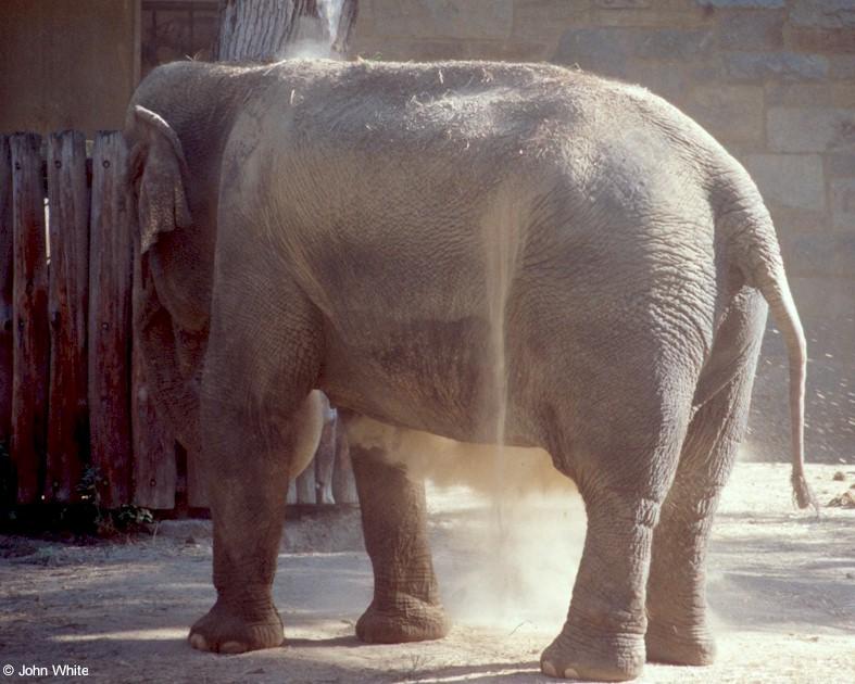 e3-Asian Elephant-dirt bath-by John White.jpg