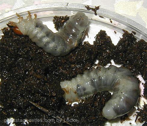 flat2g larvae 4to4.5 2-Korean Flat Stag Beetles-by Young Il Song.jpg