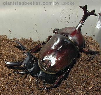 flat55 vs js75-Korean Rhinoceros Beetle and Flat Stag Beetle-by Young Il Song.jpg