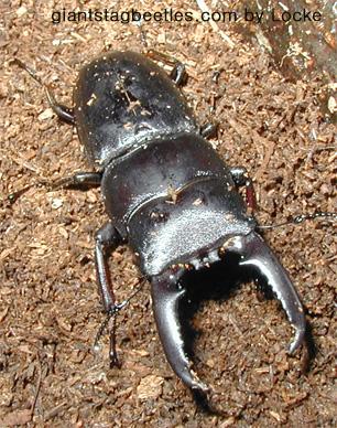 flat55m-Korean Flat Stag Beetle male-by Young Il Song.jpg