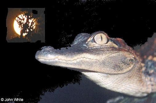 gator22-American Alligator-by John White.jpg