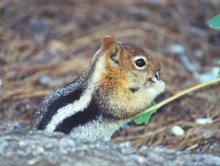 gmantle-Golden-mantled Ground Squirrel-by Gregg Elovich.jpg
