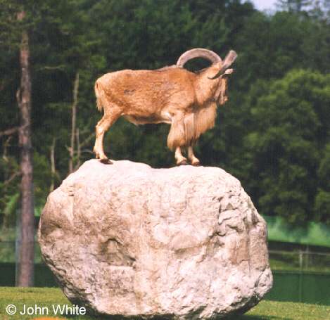goat o 1-Aoudad-or Barbary Sheep-on rock-by John White.jpg