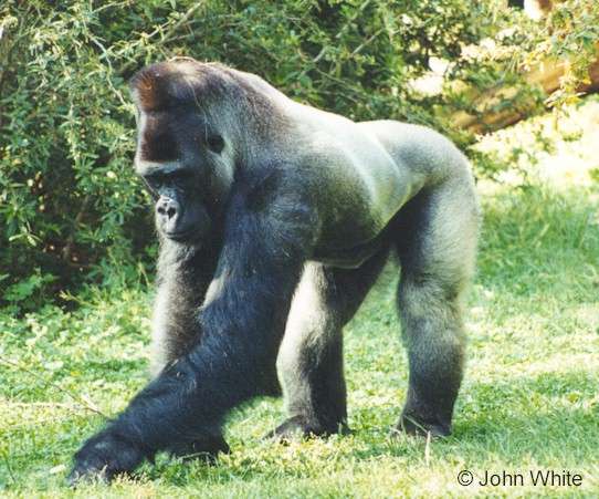 gor01-Gorilla-Silverback-walking on grass-by John White.jpg