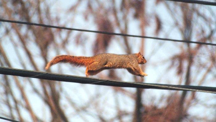 gray2 716-Western Gray Squirrel-running on wire-by Gregg Elovich.jpg