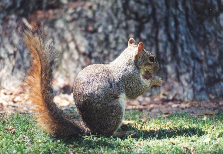 grey5-Gray Squirrel-eating nut on ground-by Gregg Elovich.jpg