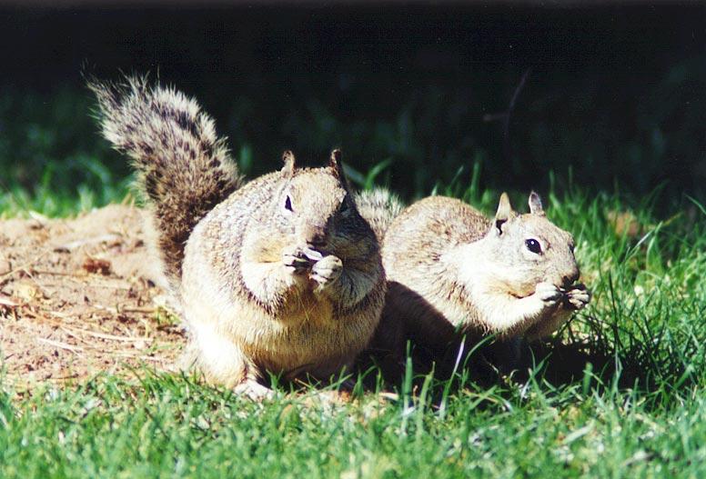 ground6-California Ground Squirrels-pair-by Gregg Elovich.jpg