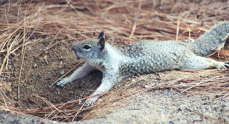 ground7-California Ground Squirrel-den entrance-by Gregg Elovich.jpg
