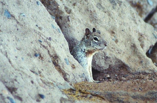 ground8-California Ground Squirrel-cave crevice-by Gregg Elovich.jpg