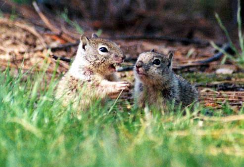 ground9-California Ground Squirrels-pair-by Gregg Elovich.jpg