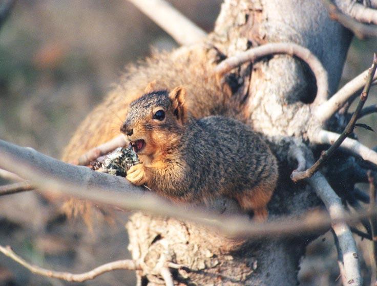 grysq711-Gray Squirrel-closeup on tree-by Gregg Elovich.jpg