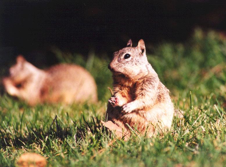 gskwerl1-California Ground Squirrel-on grass-by Gregg Elovich.jpg