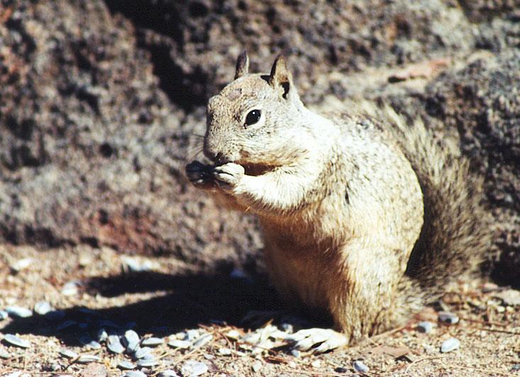 gskwerl2-California Ground Squirrel-eating nut-by Gregg Elovich.jpg