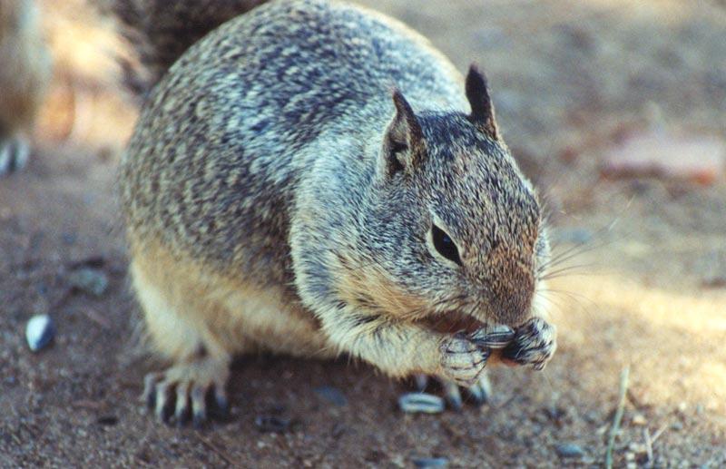 gskwerl3-California Ground Squirrel-eating nut-by Gregg Elovich.jpg