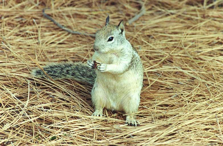 gsq 714-California Ground Squirrel-by Gregg Elovich.jpg