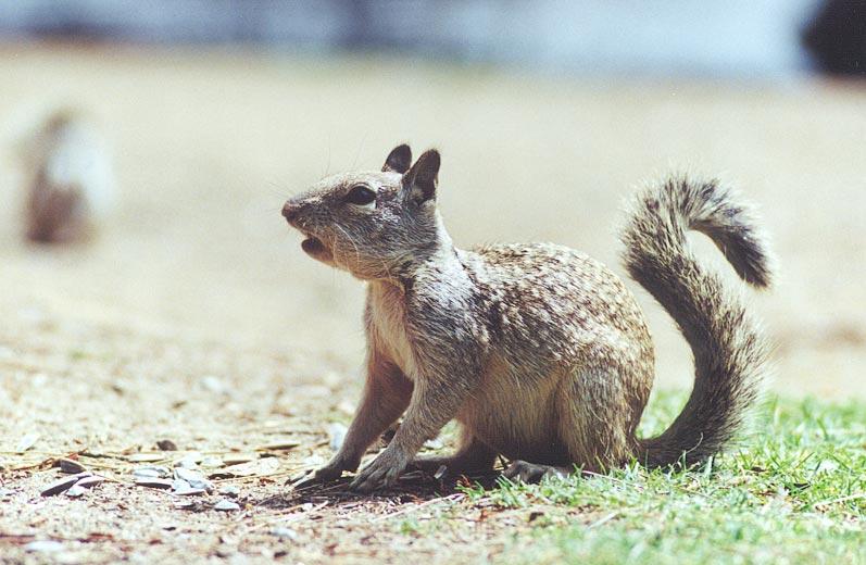 gsq 716-California Ground Squirrel-by Gregg Elovich.jpg