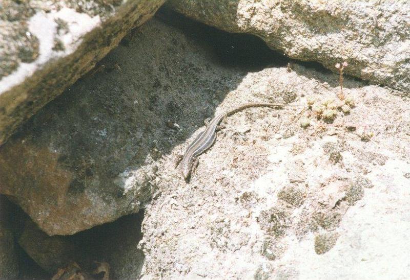 hagedis1-Common Lizard-from Portugal-by MKramer.jpg