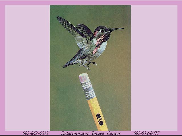 hummingbird036-Bee Hummingbird-flight above pencil.jpg