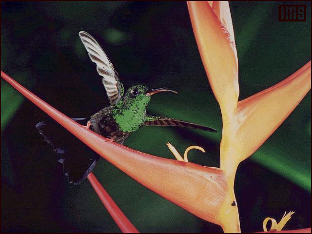 hummingbird042.jpg