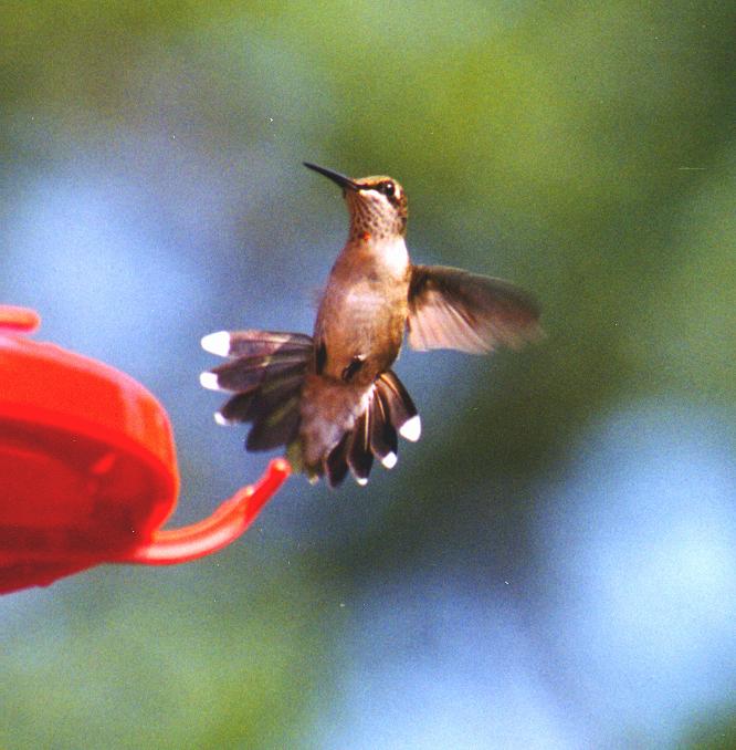 hummingbirds03.jpg