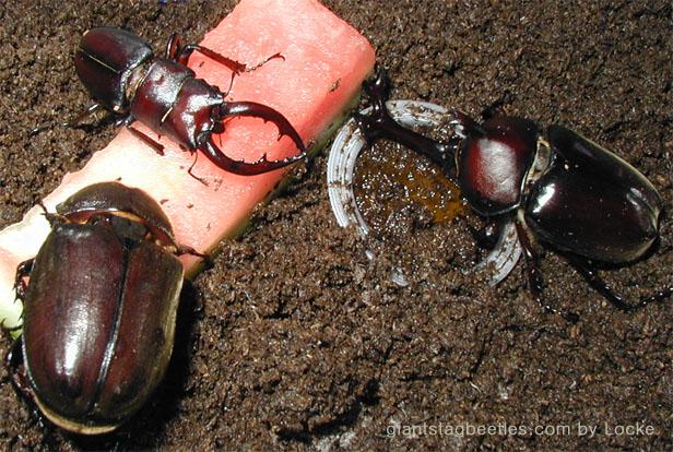 insects dinner time 1-Korean Rhinoceros Beetle and Saw Stag Beetle-by Young Il Song.jpg
