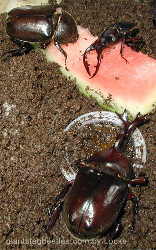 insects dinner time 2-Korean Rhinoceros Beetle and Saw Stag Beetle-by Young Il Song.jpg