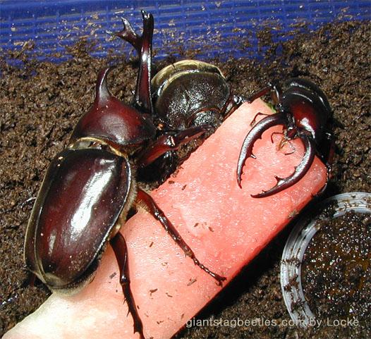 insects dinner time 3-Korean Rhinoceros Beetle and Saw Stag Beetle-by Young Il Song.jpg